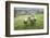 Sheep Wharfedale, Yorkshire, England, United Kingdom, Europe-Bill Ward-Framed Photographic Print