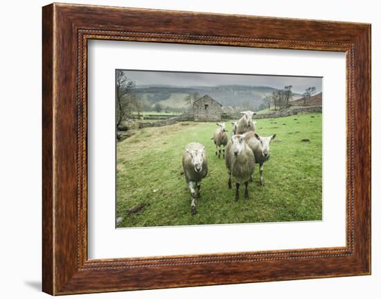 Sheep Wharfedale, Yorkshire, England, United Kingdom, Europe-Bill Ward-Framed Photographic Print