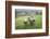 Sheep Wharfedale, Yorkshire, England, United Kingdom, Europe-Bill Ward-Framed Photographic Print