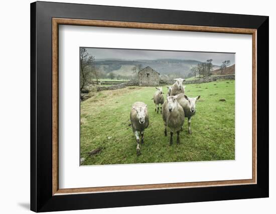 Sheep Wharfedale, Yorkshire, England, United Kingdom, Europe-Bill Ward-Framed Photographic Print