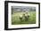 Sheep Wharfedale, Yorkshire, England, United Kingdom, Europe-Bill Ward-Framed Photographic Print