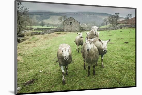 Sheep Wharfedale, Yorkshire, England, United Kingdom, Europe-Bill Ward-Mounted Photographic Print