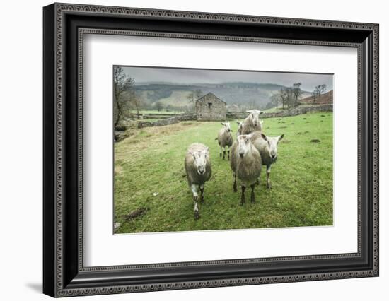 Sheep Wharfedale, Yorkshire, England, United Kingdom, Europe-Bill Ward-Framed Photographic Print