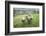 Sheep Wharfedale, Yorkshire, England, United Kingdom, Europe-Bill Ward-Framed Photographic Print