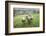 Sheep Wharfedale, Yorkshire, England, United Kingdom, Europe-Bill Ward-Framed Photographic Print