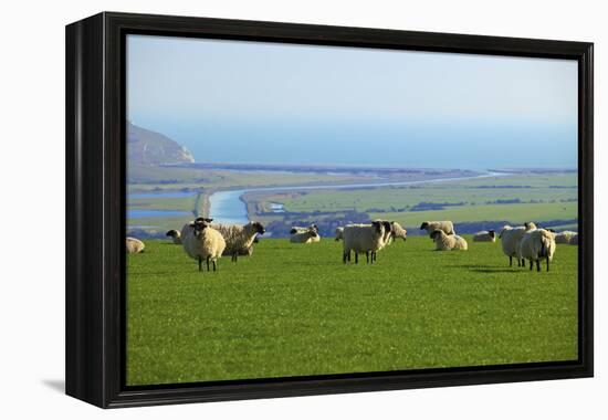 Sheep with Cuckmere Haven in the Background, East Sussex, England, United Kingdom, Europe-Neil Farrin-Framed Premier Image Canvas