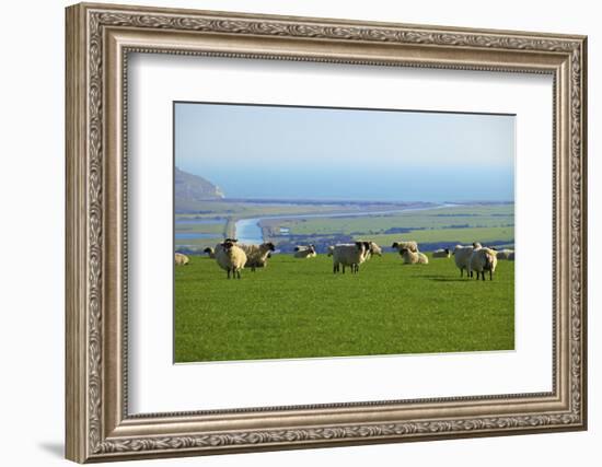 Sheep with Cuckmere Haven in the Background, East Sussex, England, United Kingdom, Europe-Neil Farrin-Framed Photographic Print