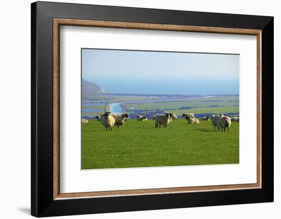 Sheep with Cuckmere Haven in the Background, East Sussex, England, United Kingdom, Europe-Neil Farrin-Framed Photographic Print