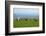 Sheep with Cuckmere Haven in the Background, East Sussex, England, United Kingdom, Europe-Neil Farrin-Framed Photographic Print