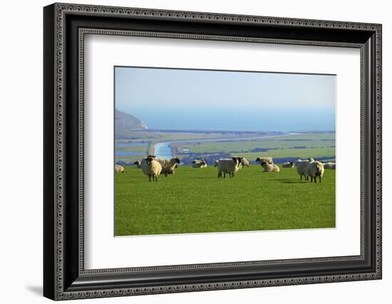 Sheep with Cuckmere Haven in the Background, East Sussex, England, United Kingdom, Europe-Neil Farrin-Framed Photographic Print