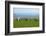 Sheep with Cuckmere Haven in the Background, East Sussex, England, United Kingdom, Europe-Neil Farrin-Framed Photographic Print