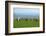 Sheep with Cuckmere Haven in the Background, East Sussex, England, United Kingdom, Europe-Neil Farrin-Framed Photographic Print