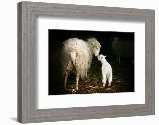 Sheep With Lamb in a Barn-null-Framed Premium Giclee Print