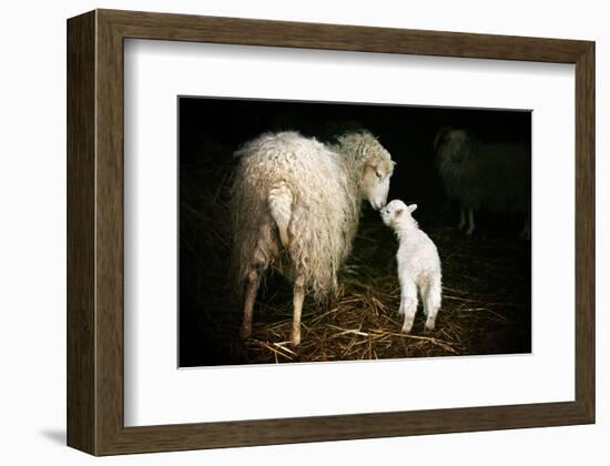 Sheep With Lamb in a Barn-null-Framed Premium Giclee Print