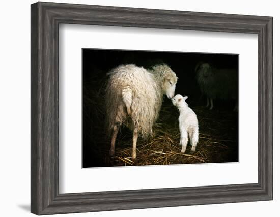 Sheep With Lamb in a Barn-null-Framed Art Print