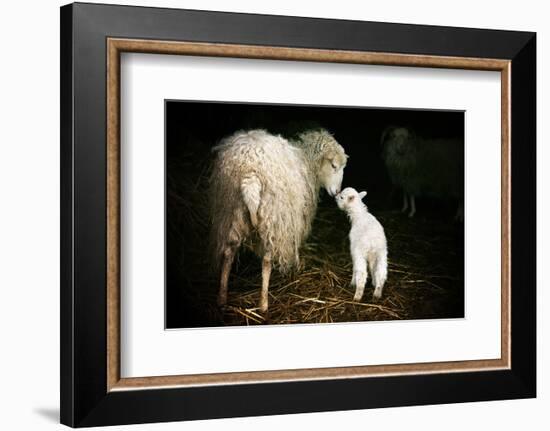 Sheep With Lamb in a Barn-null-Framed Art Print