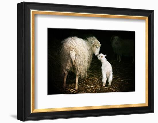 Sheep With Lamb in a Barn-null-Framed Art Print