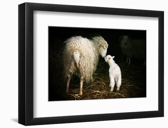 Sheep With Lamb in a Barn-null-Framed Art Print