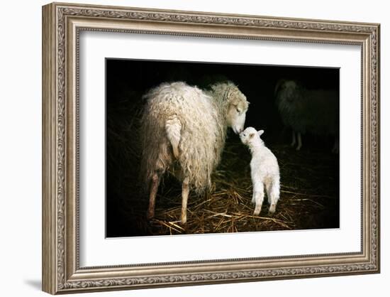 Sheep With Lamb in a Barn-null-Framed Art Print