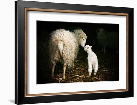 Sheep With Lamb in a Barn-null-Framed Art Print