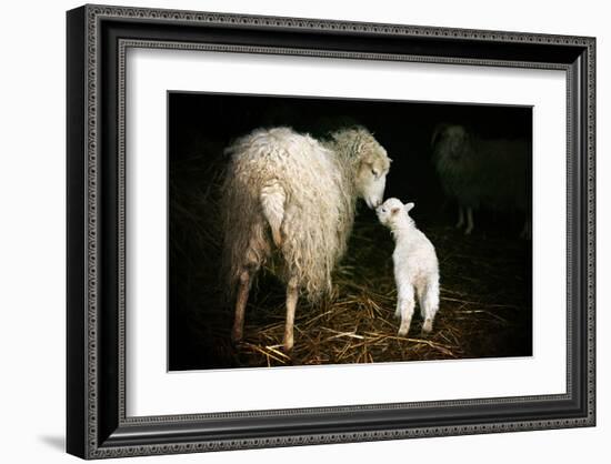 Sheep With Lamb in a Barn-null-Framed Art Print