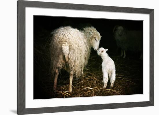 Sheep With Lamb in a Barn-null-Framed Art Print