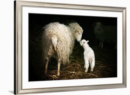 Sheep With Lamb in a Barn-null-Framed Art Print