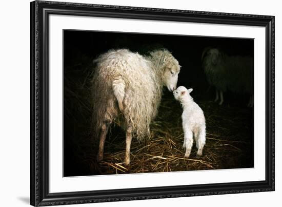 Sheep With Lamb in a Barn-null-Framed Art Print