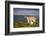 Sheep with Lamb on Stanage Edge, Peak District National Park, Derbyshire, England, United Kingdom-Andrew Sproule-Framed Photographic Print