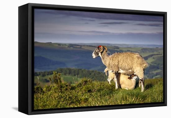 Sheep with Lamb on Stanage Edge, Peak District National Park, Derbyshire, England, United Kingdom-Andrew Sproule-Framed Premier Image Canvas