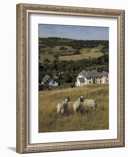 Sheep, Woodmancote Village Viewed from Cleeve Hill, the Cotswolds, Gloucestershire, England-David Hughes-Framed Photographic Print