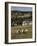 Sheep, Woodmancote Village Viewed from Cleeve Hill, the Cotswolds, Gloucestershire, England-David Hughes-Framed Photographic Print