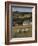 Sheep, Woodmancote Village Viewed from Cleeve Hill, the Cotswolds, Gloucestershire, England-David Hughes-Framed Photographic Print