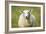 Sheep-Jeremy Walker-Framed Photographic Print