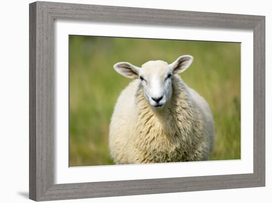 Sheep-Jeremy Walker-Framed Photographic Print