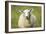 Sheep-Jeremy Walker-Framed Photographic Print