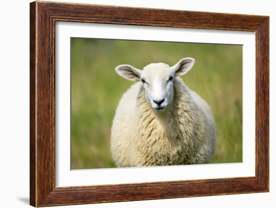 Sheep-Jeremy Walker-Framed Photographic Print