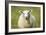 Sheep-Jeremy Walker-Framed Photographic Print