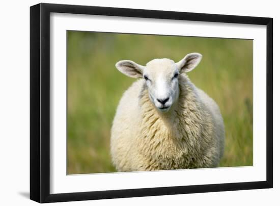Sheep-Jeremy Walker-Framed Photographic Print