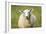 Sheep-Jeremy Walker-Framed Photographic Print