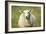 Sheep-Jeremy Walker-Framed Photographic Print