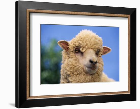 Sheep-DLILLC-Framed Photographic Print