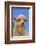 Sheep-DLILLC-Framed Photographic Print