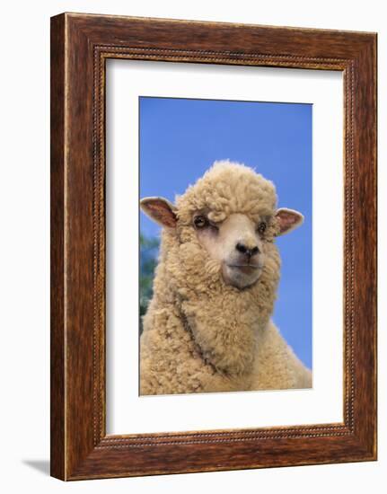 Sheep-DLILLC-Framed Photographic Print