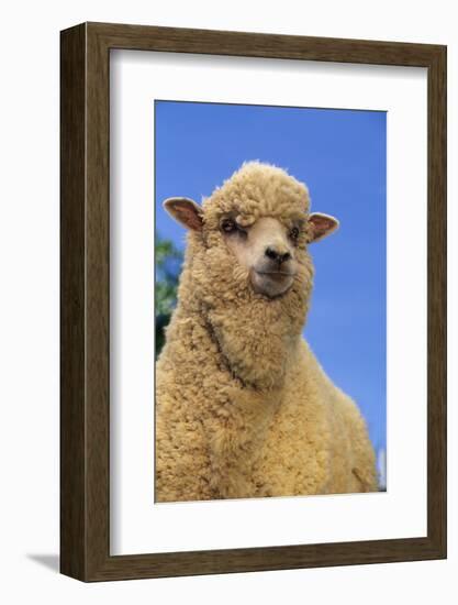 Sheep-DLILLC-Framed Photographic Print