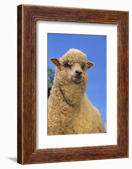 Sheep-DLILLC-Framed Photographic Print