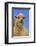 Sheep-DLILLC-Framed Photographic Print