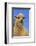 Sheep-DLILLC-Framed Photographic Print