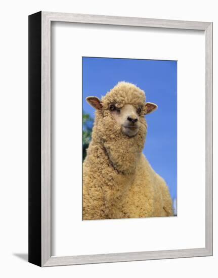 Sheep-DLILLC-Framed Photographic Print