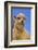 Sheep-DLILLC-Framed Photographic Print